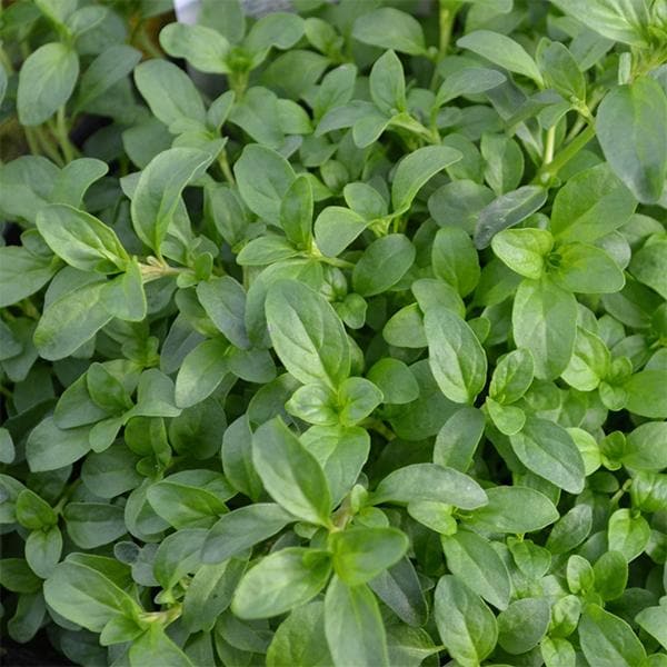 Green Pennyroyal Herb Plant Seeds for Aromatic and Pet-Friendly Gardens – Fresh Herb for Your Garden
