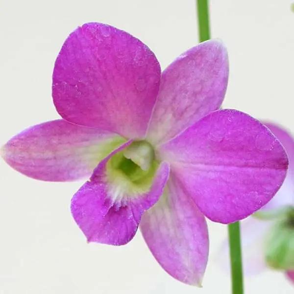 Dendrobium Flower Seeds Lavender for Planting, NON GMO Seeds for planting in home garden