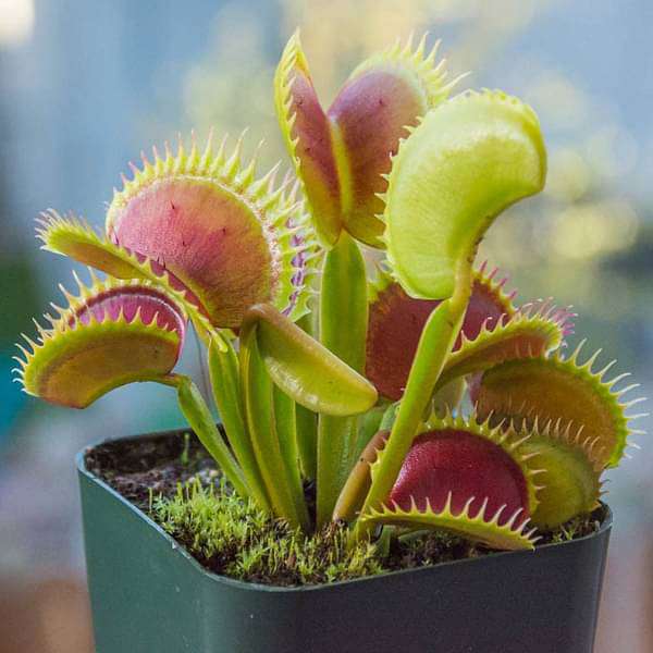 Insectivorous Plant Seeds for Planting