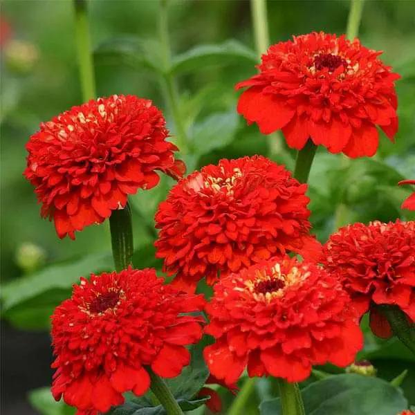 Red Flower Pot Plant Seeds for Planting – NON GMO Seeds Dhara Seeds