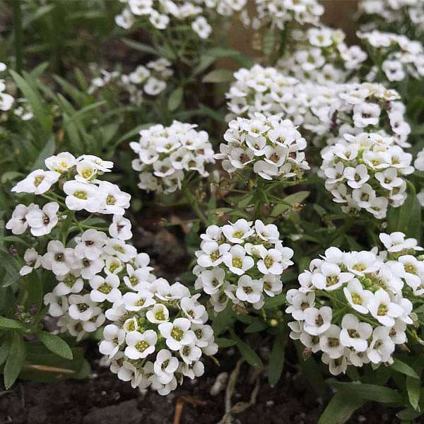 Sweet Alyssum Seeds - Carpet of Snow