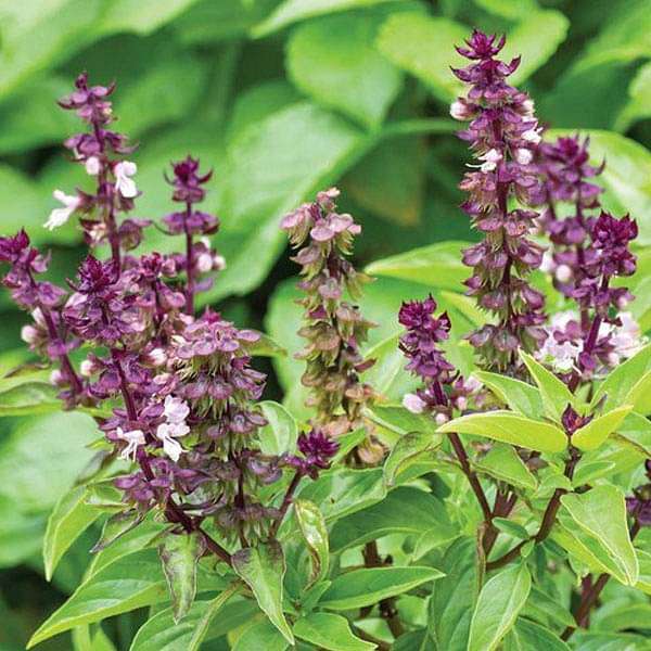 Basil Seed Mix for Growing Flavorful Herb Gardens and Microgreens – Fresh Herb for Your Garden