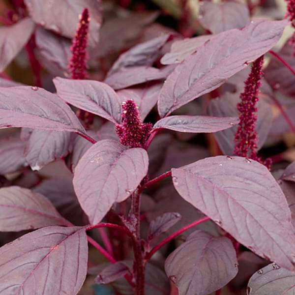 Amaranthus Cruentus Vegetable Seeds for Planting – Edible Greens for Kitchen Garden and Ornamental Landscaping