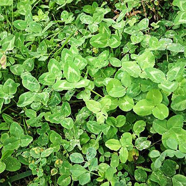 Clover Trifolium repens Flower Seeds for Planting in Lawn & Garden