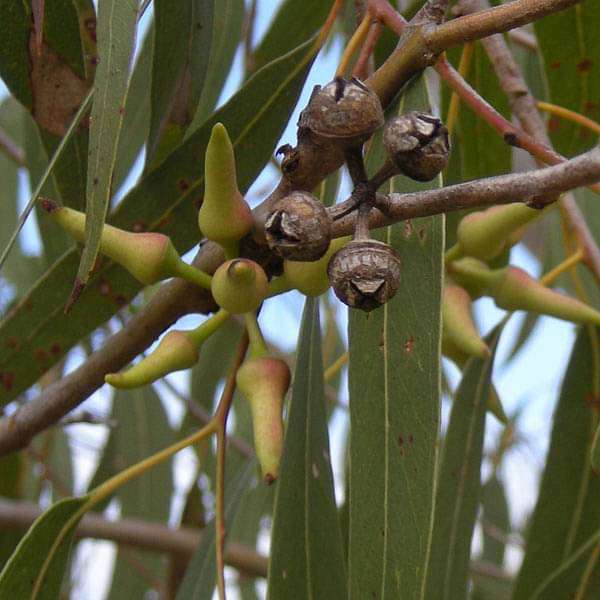 Eucalyptus Plant Seeds – Unique & Fragrant-Heirloom & Non-GMO Seeds for planting – Fresh Herb for Your Garden