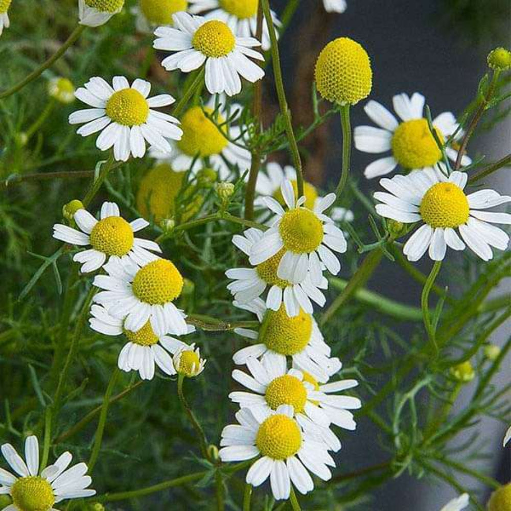 Chamomile German - Seeds - Medicinal Herb and Tea - GMO – Heirloom, Non-GMO, High Germination Organic Garden Seeds