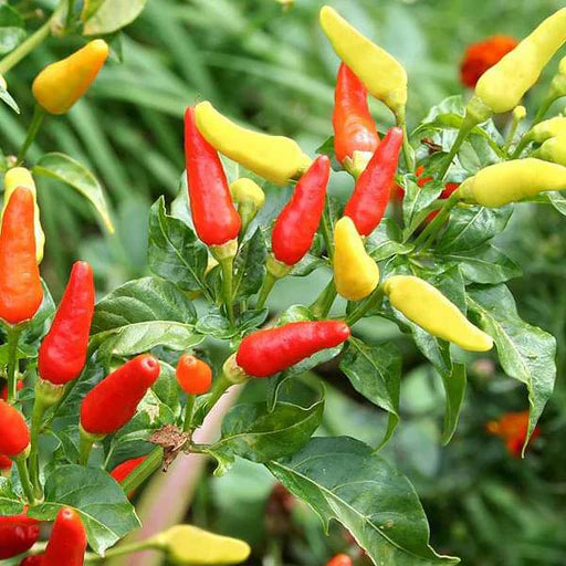 Spicy Hot Pepper Vegetable Seeds for Planting heirloom & Non-GMO Seeds