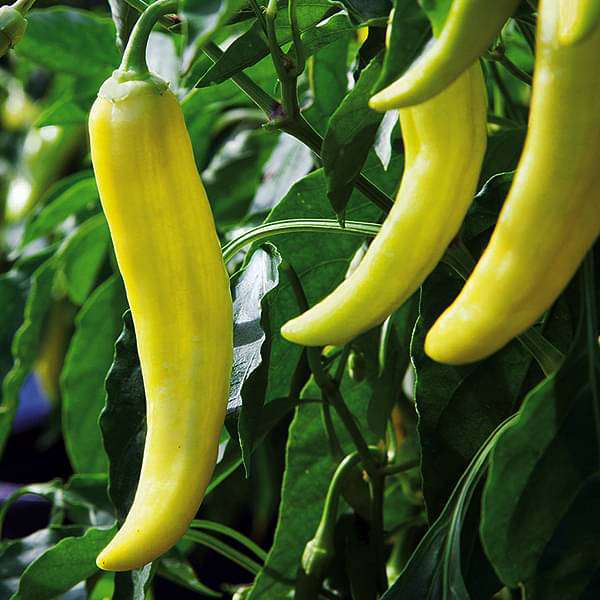Light Yellow Chili Seeds for Planting
