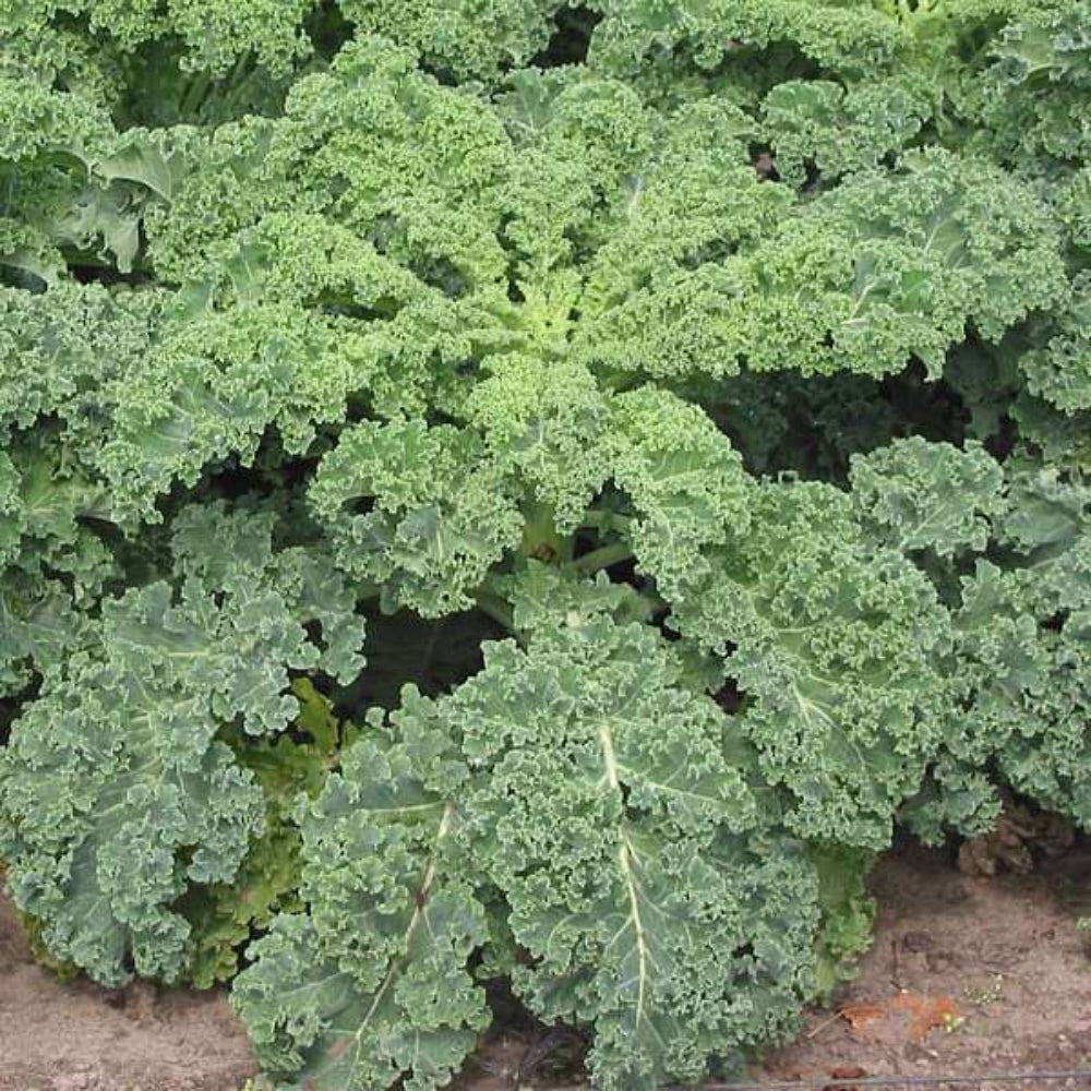 Ridge Kale Plant Seeds for Planting