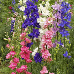 Larkspur Flower Seeds for Planting, NON GMO Seeds Dhara Seeds