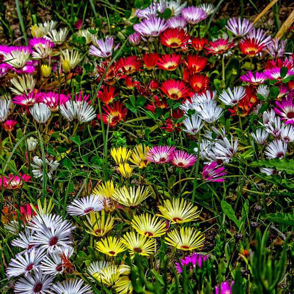 Ice Plant Mixed Seeds for Planting – Organic, Heirloom, Non-GMO Flower Seeds 
