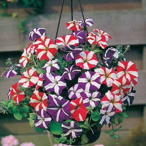 Petunia Ultra Rose Star Seeds for Ultra-Vibrant Petunia Blooms
