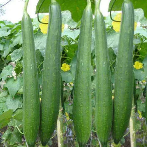 Sponge gourd-Chickni