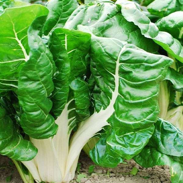 organic-tender-dark-green-swiss-chard-leaves

