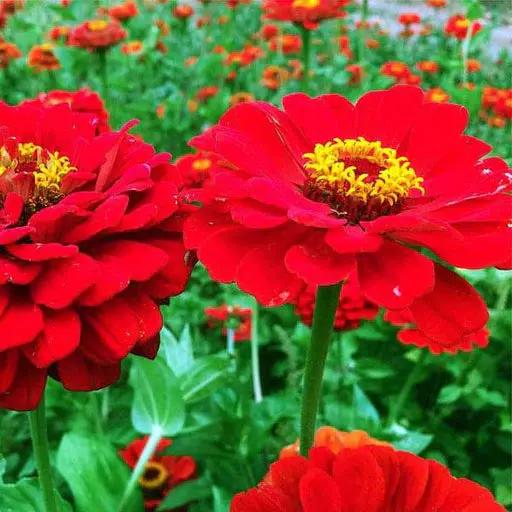 Red Flower Pot Plant Seeds for Planting – NON GMO Seeds Dhara Seeds