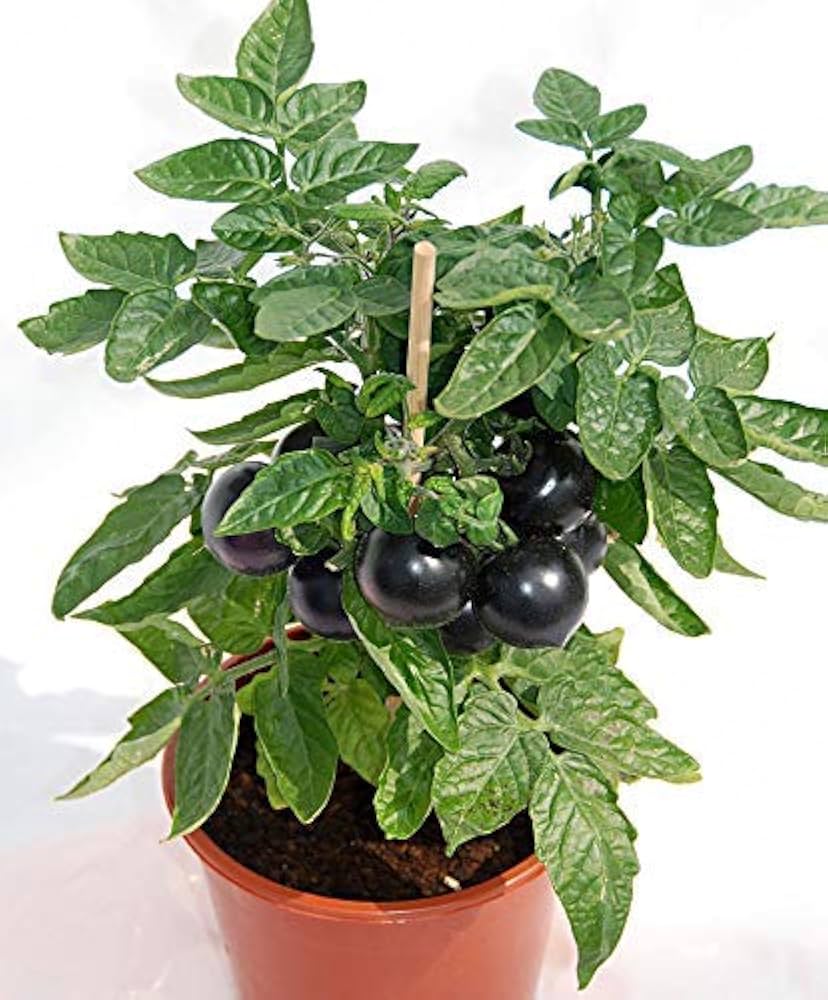 Nyagous Black Tomato Seeds – Rare, Rich - Flavored Heirloom Variety - Dharaseeds