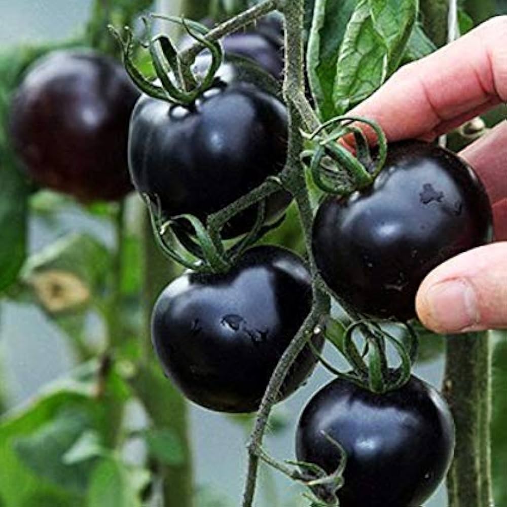 Nyagous Black Tomato Seeds – Rare, Rich - Flavored Heirloom Variety - Dharaseeds