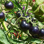 Nyagous Black Tomato Seeds – Rare, Rich - Flavored Heirloom Variety - Dharaseeds
