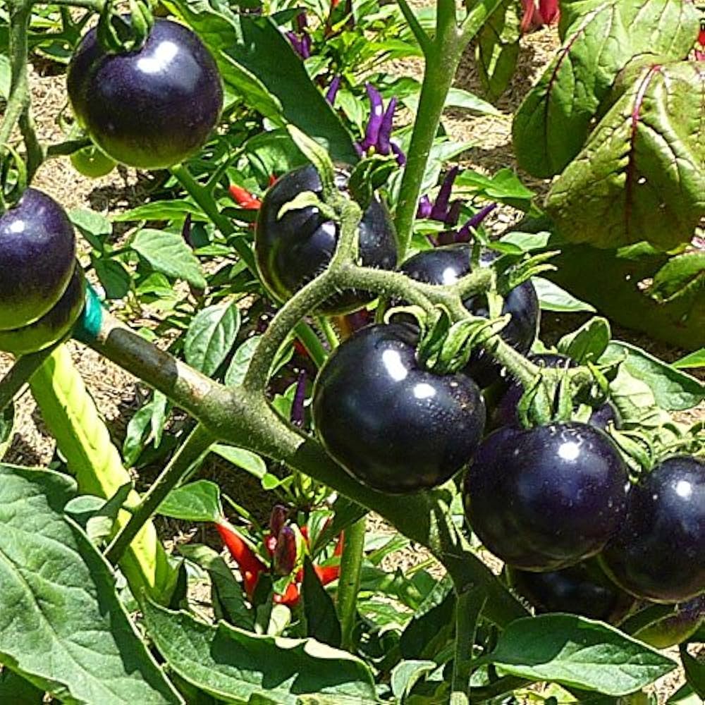 Nyagous Black Tomato Seeds – Rare, Rich - Flavored Heirloom Variety - Dharaseeds