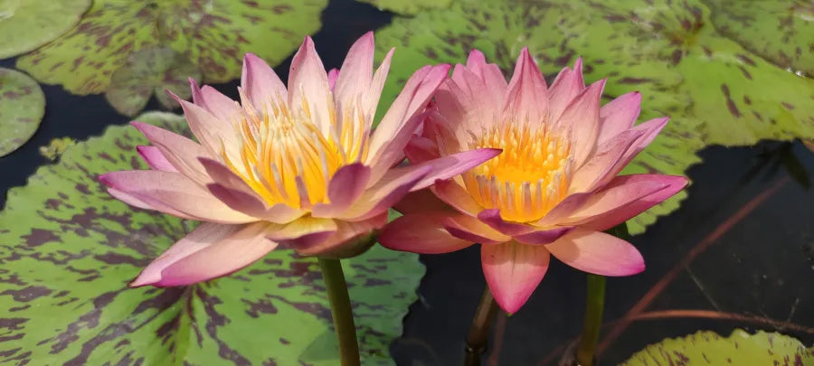 Nymphaea Albert Greenberg