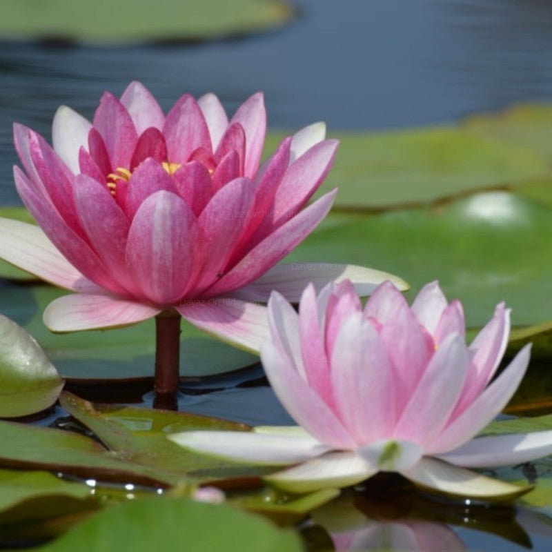 Nymphaea Conqueror