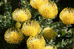 organic-pincushion-protea-leucospermum-seeds

