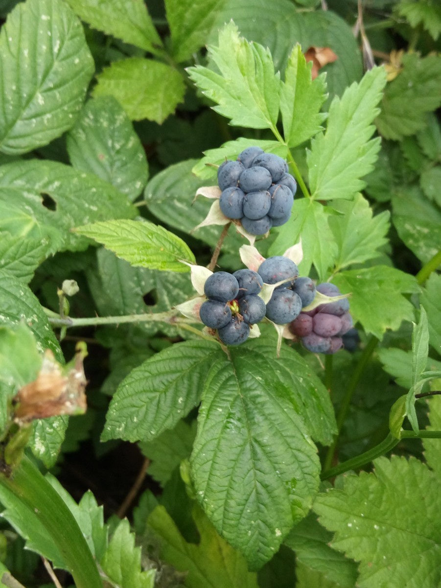 Dewberry (Rubus caesius)