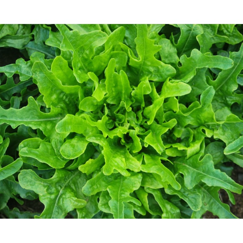 Lettuce Seeds - Oakleaf