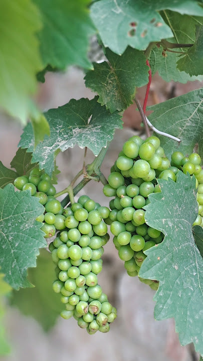 Heirloom Non-GMO White Concord Grape - Seeds for Sweet, Large Grapes in Your Home Garden