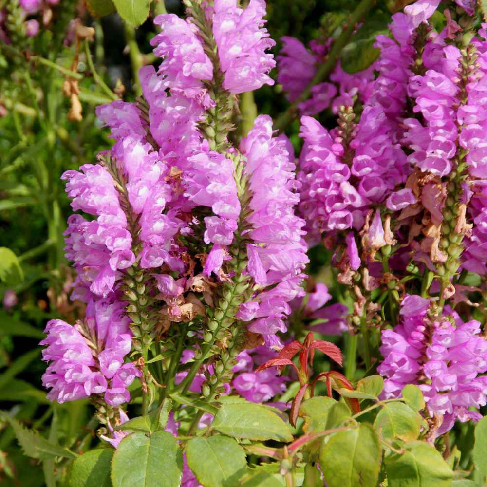 Pink Physostegia Flower Seeds for Planting 100 seeds for planting in home garden