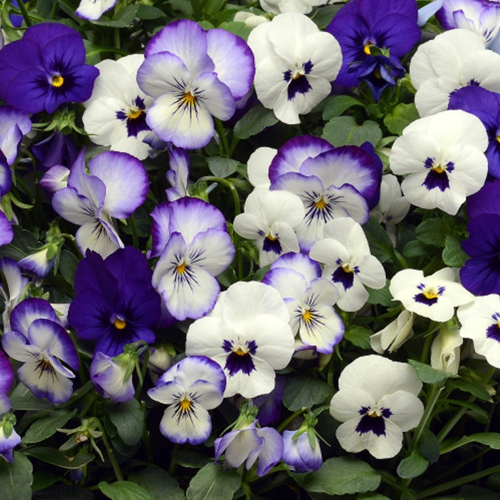Pansy Matrix Ocean Breeze Mix Flower Seeds For Your Beautiful Gardening