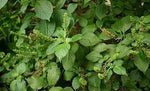 Ocimum Gratissimum Vegetable Seeds for Planting - 100 Pcs pcs - Dharaseeds