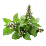 Ocimum Sanctum Herb Plant with Fragrant Green Leaves