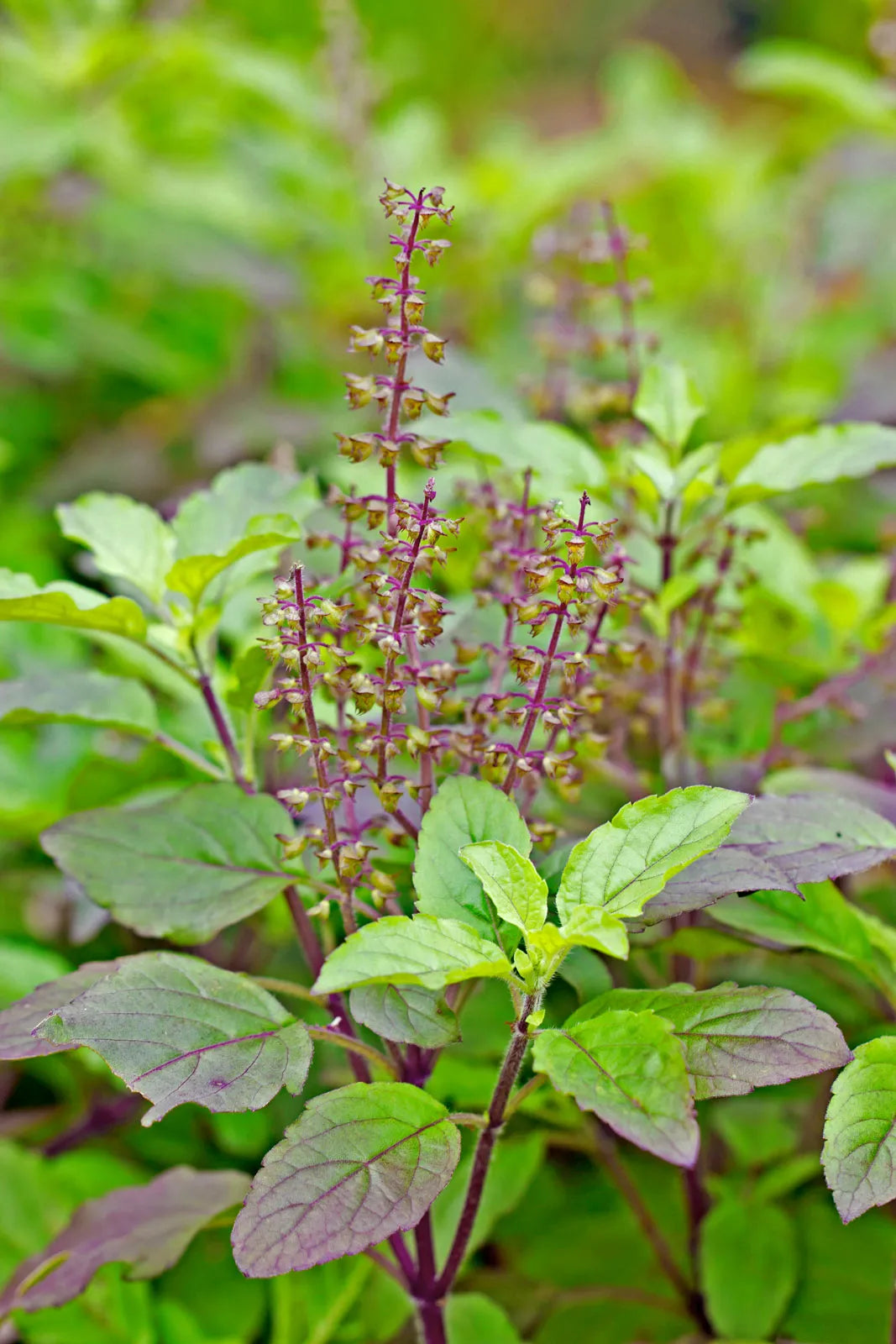 Ocimum Sanctum Herb Plant with Fragrant Green Leaves