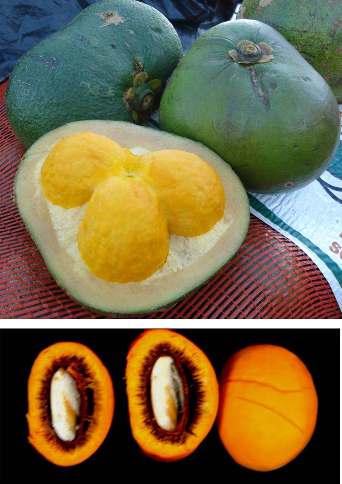 Pequi (Caryocar brasiliense) – Exotic Brazilian Fruit with Rich Flavor and Nutritional Benefits