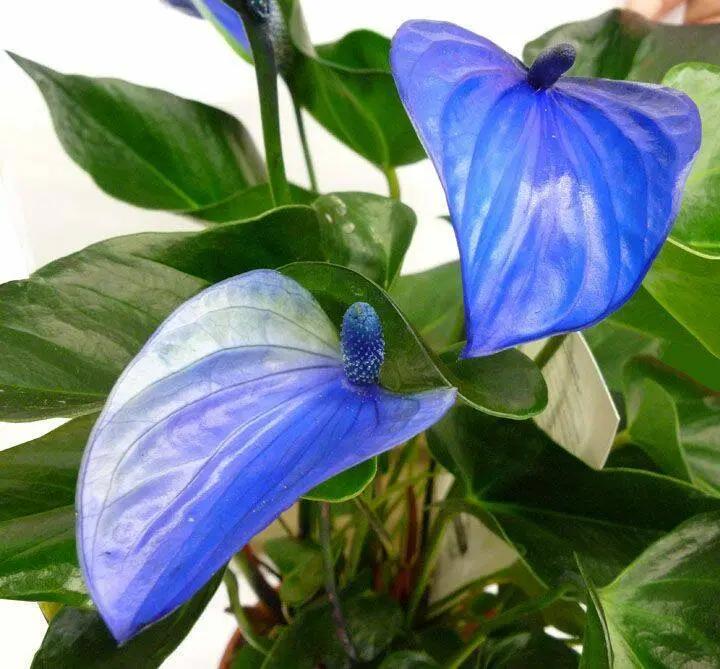 Blue Anthurium Planting Seeds for Garden - Heirloom and Non-GMO Seeds Dhara Seeds