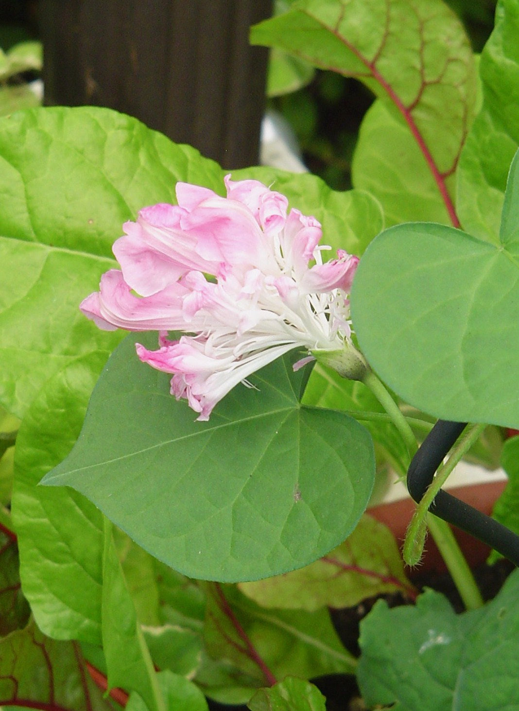 Morning Glory Split Second