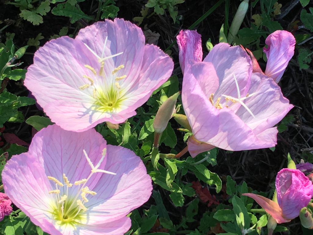 Evening Primrose Oenothera biennis flower seeds for planting in home garden or wildflower areas