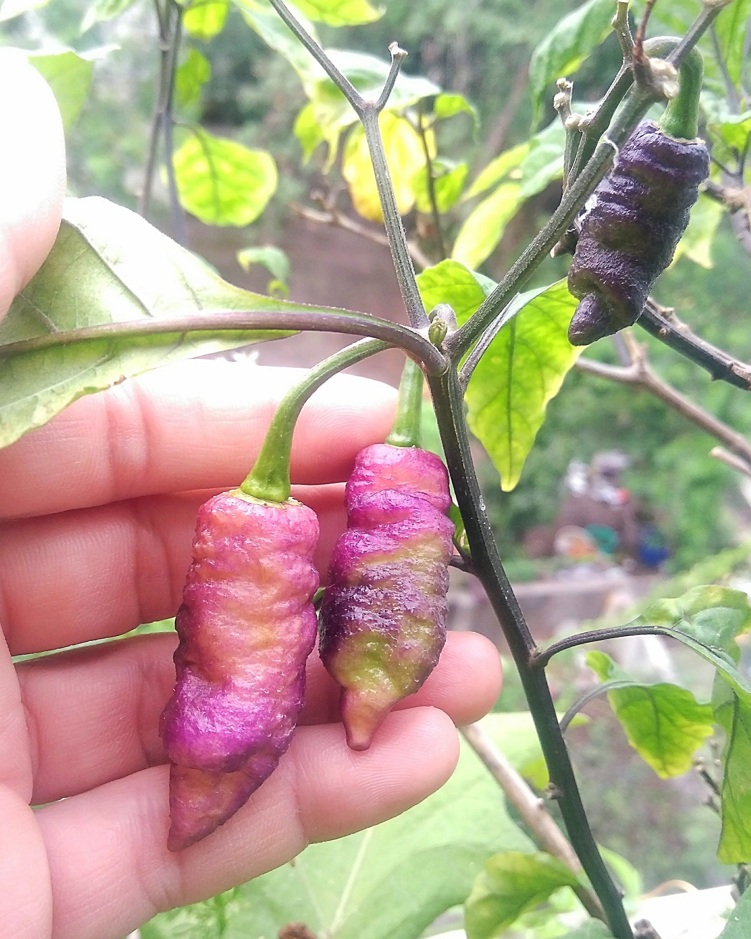 Reaper Pink Peach pepper seeds Hot – Heirloom, Non-GMO, High Germination Organic Garden Seeds