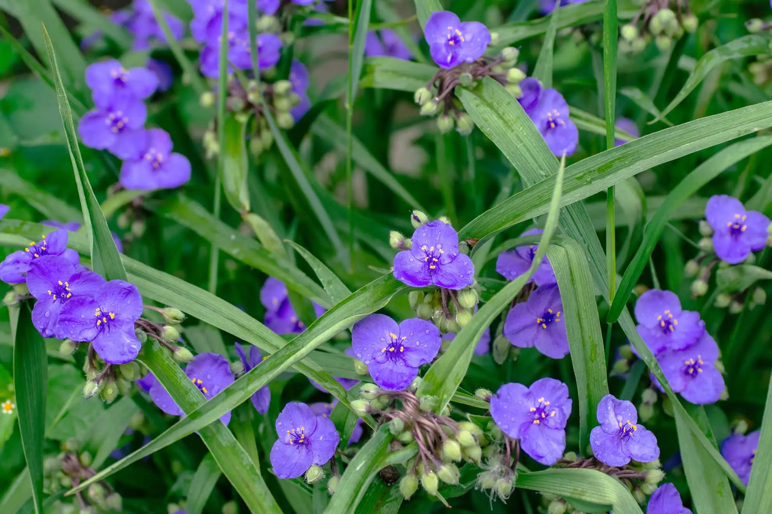 Spiderwort Tradescantia virginiana Flowering seeds for Planting