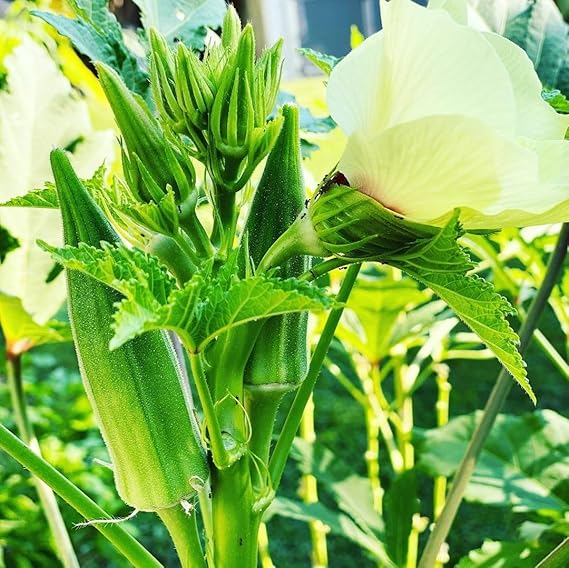 Okra Abelmoschus Esculentus Vegetable Seeds for Planting – Heirloom Variety for Warm - Season Gardens and Fresh Harvest - Dharaseeds