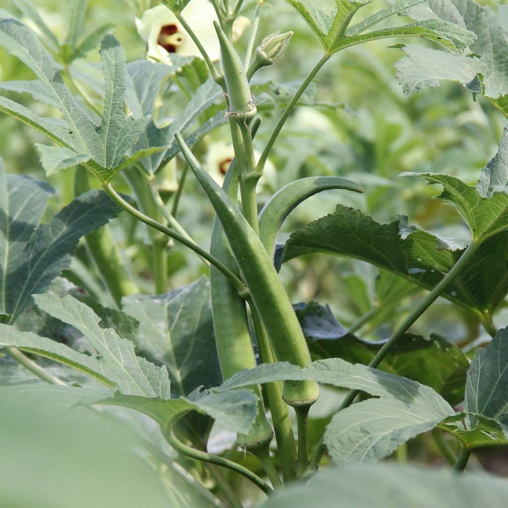 Smaragd Okra High-Yield Vegetable Seeds