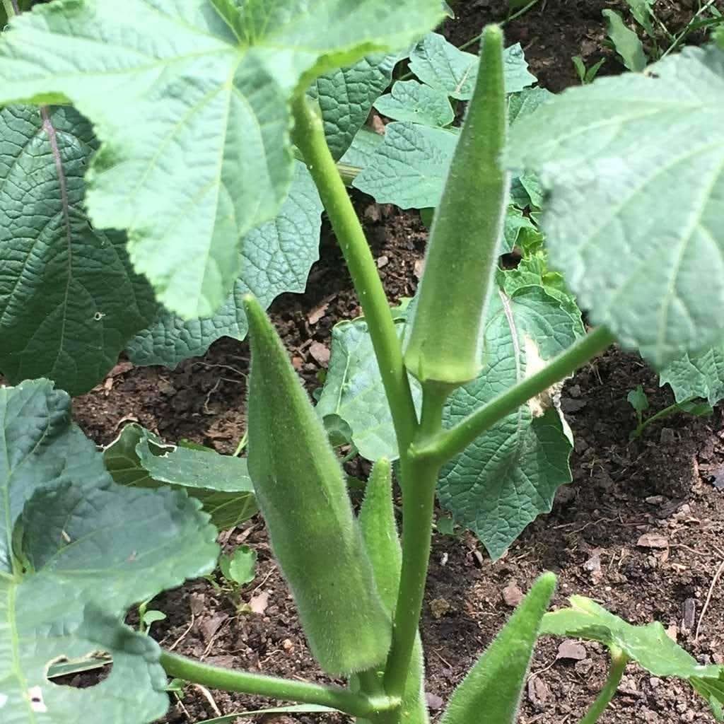 Smaragd Okra High-Yield Vegetable Seeds
