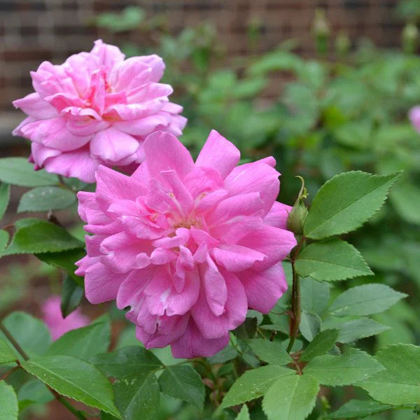 Chinese Rose Rosa Chinensis Flower Seeds for Planting in Home Garden and Decorative Borders