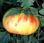 Old German Tomato Solanum lycopersicum vegetable seeds for planting in backyard kitchen gardens - Dharaseeds