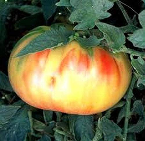 Old German Tomato Solanum lycopersicum vegetable seeds for planting in backyard kitchen gardens - Dharaseeds