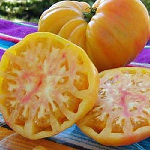 Old German Tomato Solanum lycopersicum vegetable seeds for planting in backyard kitchen gardens - Dharaseeds