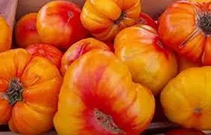 Old German Tomato Solanum lycopersicum vegetable seeds for planting in backyard kitchen gardens - Dharaseeds