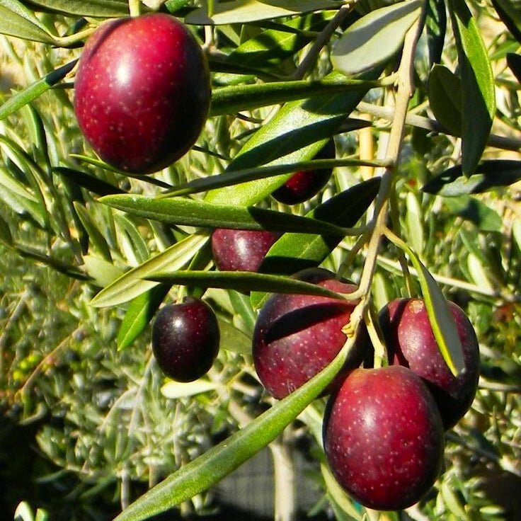 Non-GMO Canino Olive Tree seeds