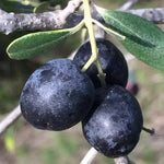 Perennial olive tree seeds for gardens